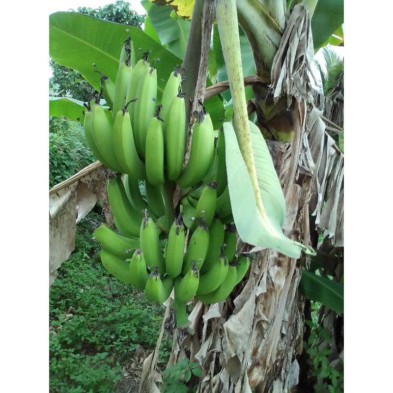 จำหน่ายกล้วยหอมเขียวและหน่อกล้วยหอมเขียวปลอดสารพิษ