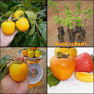 (vาย ต้นพันธุ์) ต้น ลูกพลับ พันธุ์ ฮาซิย่า ฮาชิย่า  Hachiya Persimmon ต้นลูกพลับ / ไร่อิงดาว