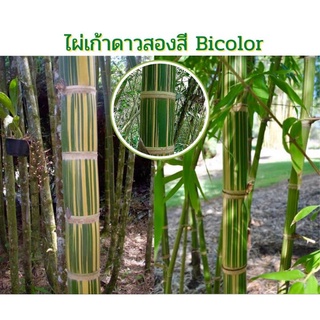 ไผ่เก้าดาวสองสี Bicolor ของเเท้ 100% ไผ่ลำลายใบลาย ไผ่สวยงาม ไผ่ประดับ