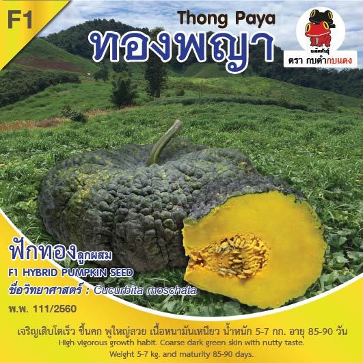 เมล็ดพันธุ์ ตรา กบดำกบแดง ฟักทอง พันธุ์ทองพญา ขนาด 100 กรัม