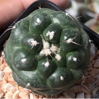 💚🐘ช้าง ช้าง ช้าง ช้าง ช้าง 😍😍ช้างไร้หนามมาค่ะ ☺️ 🐘🐘🐘Coryphantha elephantidens