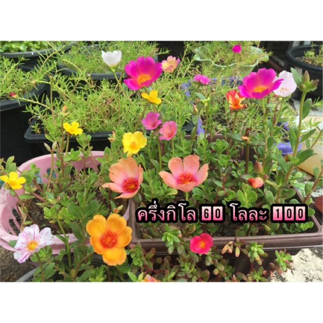 คุณนายตื่นสาย🌱ไม้อวบน้ำ ชอบแดด ทนแล้ง ชุด 10 กิ่ง