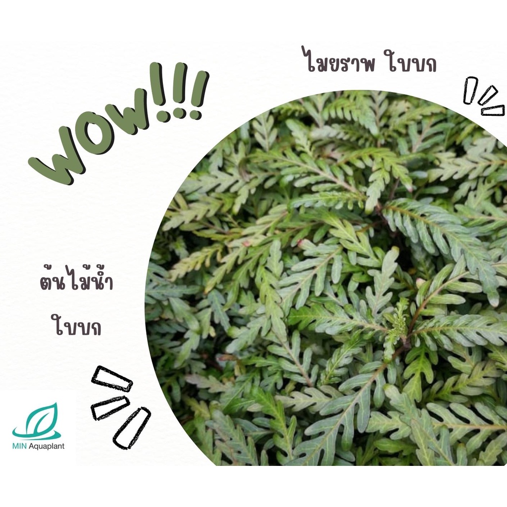 ไมยราพ ต้นบก 4 กิ่ง 100 (เลื่อนดูใบน้ำรูปถัดไป)