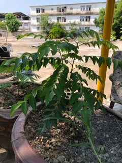 ใบcurry leaves เคอร์รี่ลีฟ พร้อมส่ง ใบแกง ใบหมุย ใบกะหรี่ ใบหอมแขก พร้อมส่งจากไทย