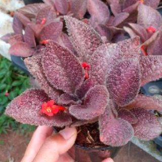 Episcia(ดอกสีแดง)กระถาง4นิ้ว