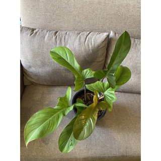 Philodendron Florida bronze (spanish guitar)