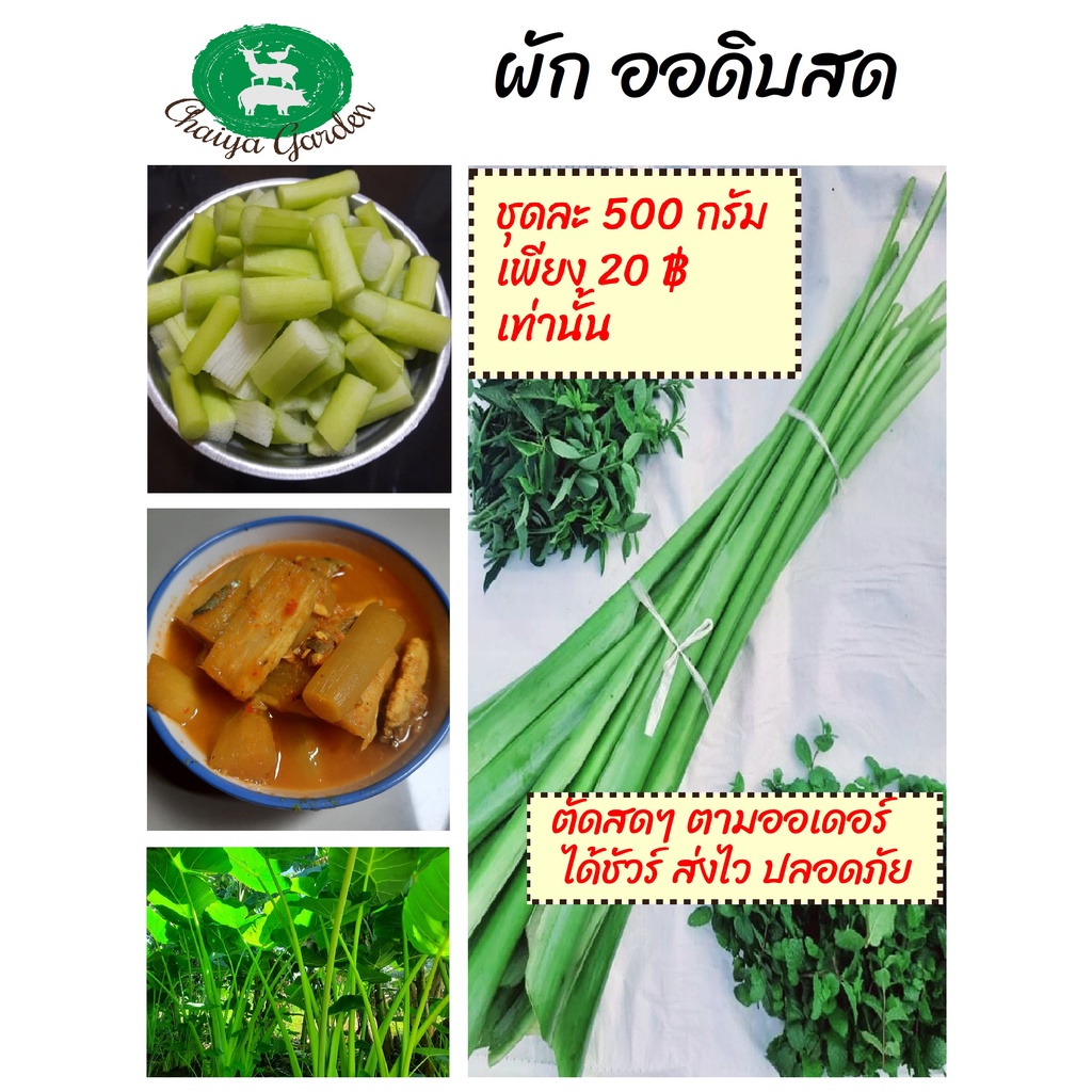 ผัก ออดิบ คูณ ตัดสดตามออเดอร์ ชุดละ 500 กรัม ปลอดสาร organic ผักแกงส้ม แกงเหลือง ผักเคียงจิ้มน้ำพริก กรอบ สด อร่อย ส่งไว