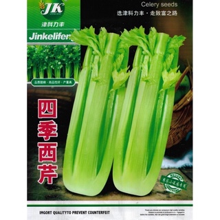 เมล็ด ขึ้นฉ่ายฝรั่ง เซเลอรี่  4,000+ เมล็ด  Celery Seeds  สายพันธุ์ OP