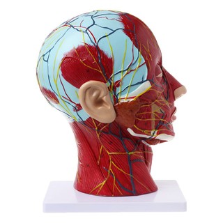 Human Anatomical Half Head Face Anatomy Brain Neck Median Section Study Model HZIE