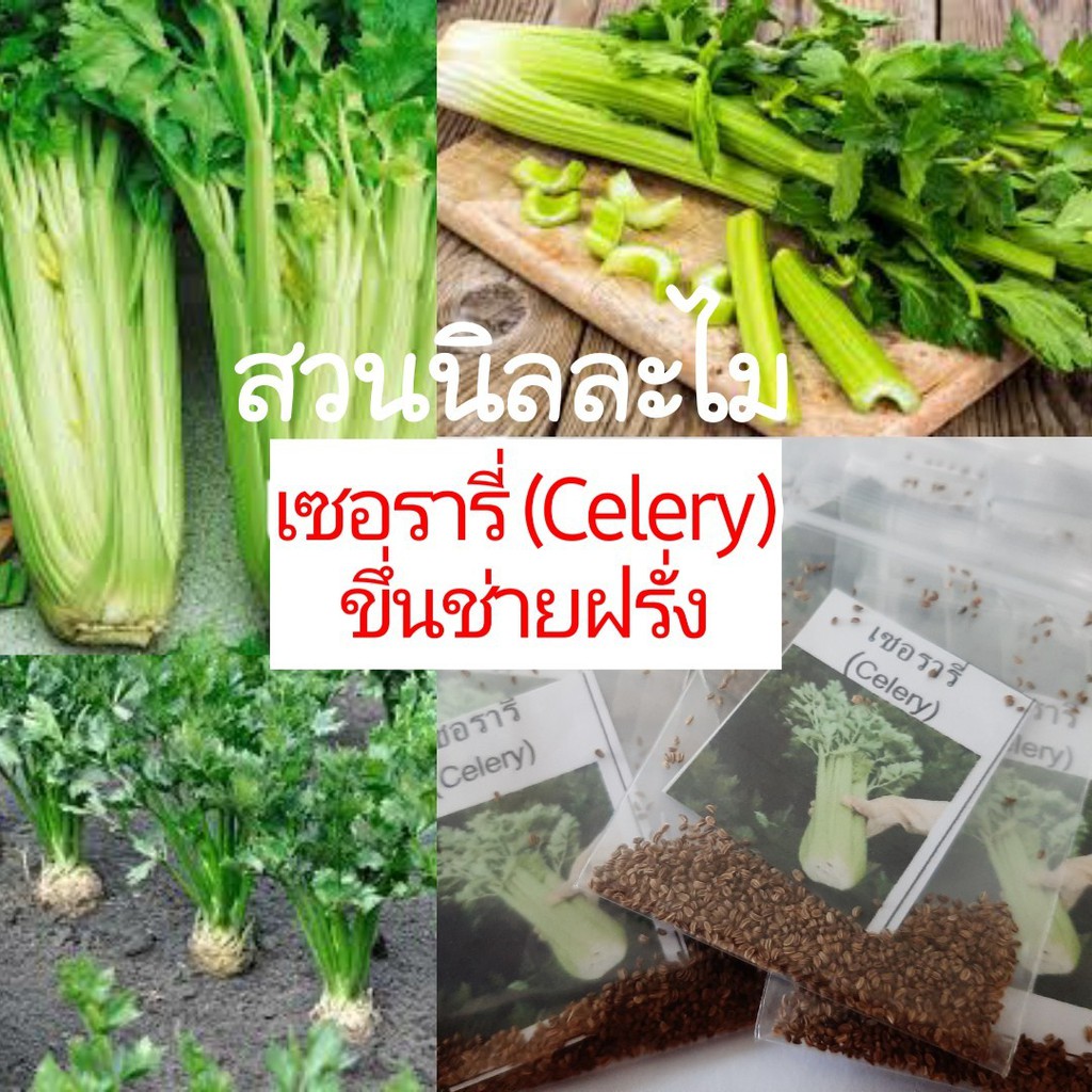 เมล็ดพันธุ์ผักสวนครัวเซอรารี่450+เมล็ด(มีเก็บเงินปลายทาง)