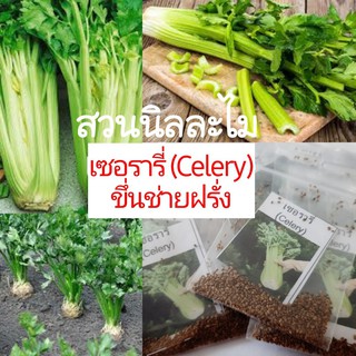 เมล็ดพันธุ์ผักสวนครัวเซอรารี่450+เมล็ด(มีเก็บเงินปลายทาง)