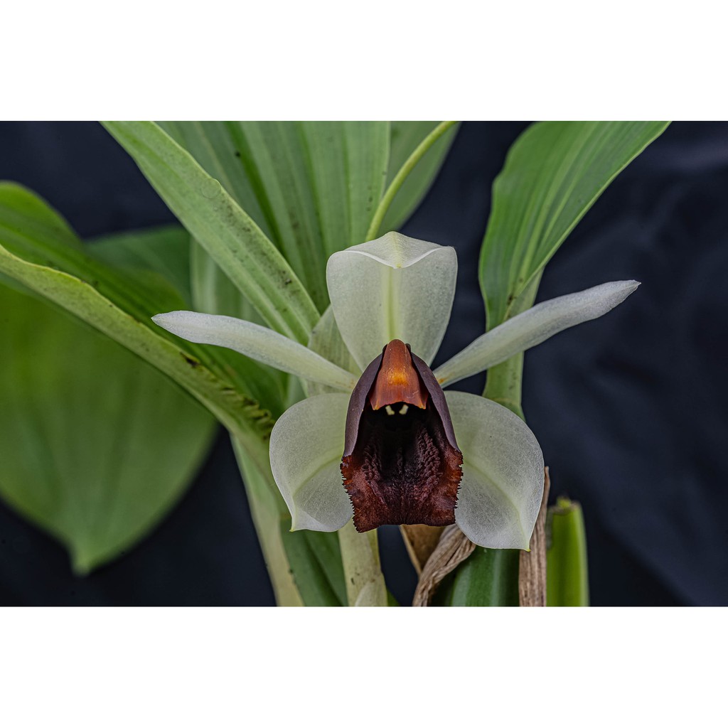 กล้วยไม้เอื้องเทียน Coelogyne usitana 1 ต้น กล้วยไม้ฟิลิปปินส์