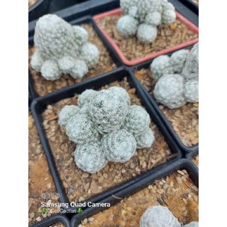 Mammillaria humboldtii แมมลูกกอล์ฟ ในกระถาง4"