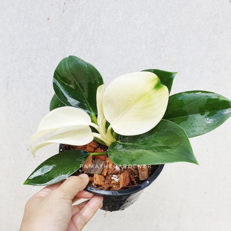 ฟิโลเดนดรอน ไวท์คองโก ในกระถางพร้อมตั้ง