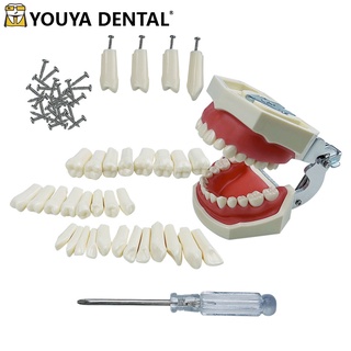 โมเดลฟันเรซิ่น ถอดออกได้ แบบเปลี่ยน สําหรับทันตกรรม 28 32 ชิ้น