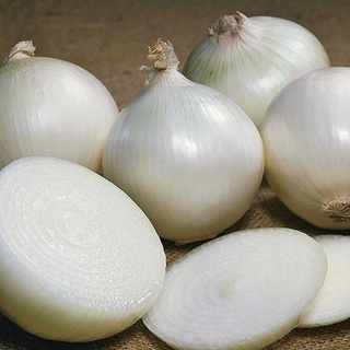 100 เมล็ด เมล็ดหอมหัวใหญ่ สายพันธุ์ หอมใหญ่ Octavia  Onion seeds