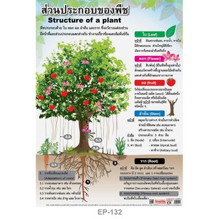 INTOP By OST Plastic Poster Structure of a Plant ส่วนประกอบของพืช : 50x70 Cm #EP-132