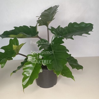 พิณนาคคาลาเมลฟิโลเดนดรอนพิณนาค(Philodendron sp.)สวย กระถาง8นิ้ว🎀