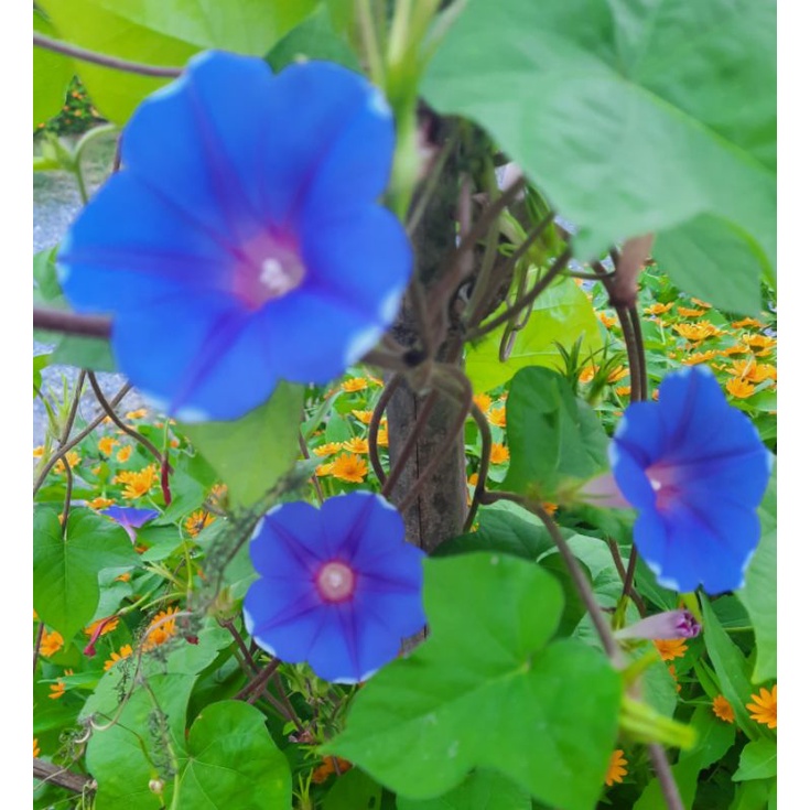 เมล็ดดอกไม้ เมล็ดมอร์นิ่งกลอรี่ สีม่วงคราม 50 เมล็ด - รูปที่ 4