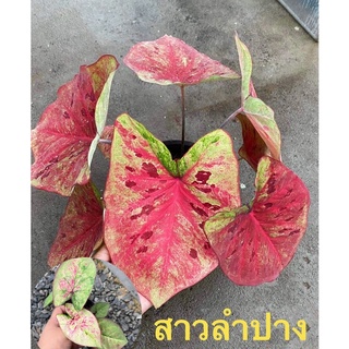 สาวลำปาง rare Item"บอนสี 🔸️ตับจังหวัด🔸สาวลำปางกำลังกัดสี🔸บอนสีราชินีแห่งไม้ใบกระถาง4"หายาก บอนที่ทุกคนตามหา