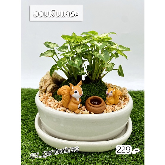 [[ต้นไม้จริง]] สวนถาดไม้มงคล ต้อนออมเงินแคระกระถางวงรีขาว **ต้นไม้คัดฟอร์มสวยทุกต้น**