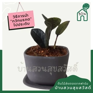 กวักมรกตดำ (มีหัวทุกต้น) (zamioculcas zamiifolia black )