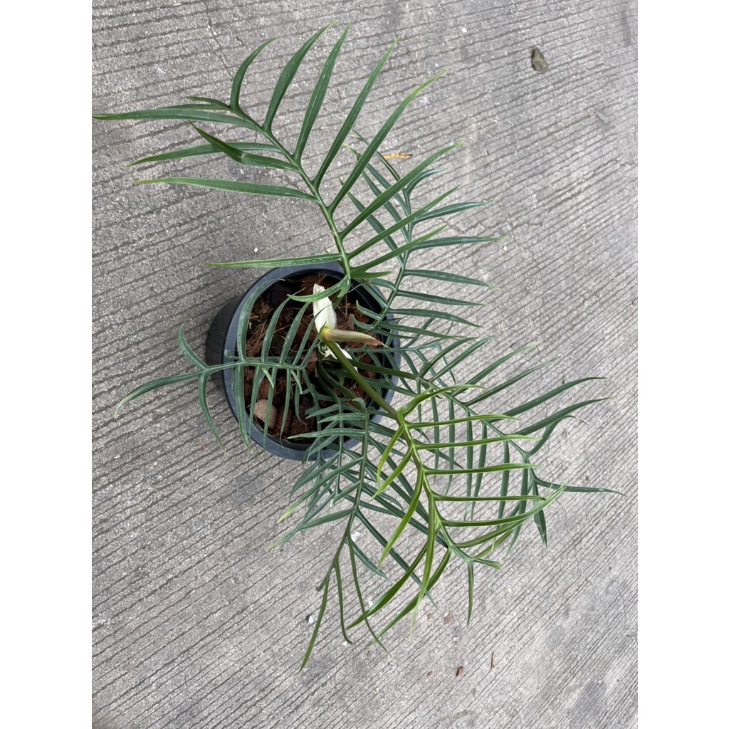 มุมมอง 3