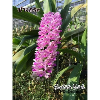 *พร้อมส่ง* ไม้ขวดกล้วยไม้ สกุลช้าง หลากสี (1สี/1ขวด)