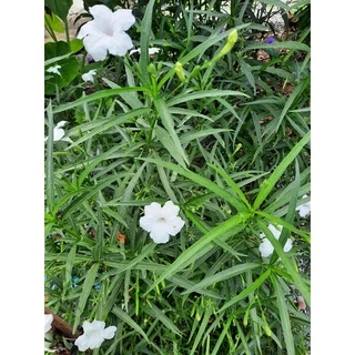 เมล็ดดอกไม้ เมล็ดฟ้าประทานพรสีขาว 100 เมล็ด ต้อยติ่งเทศ ต้อยติ่งฝรั่ง สีขาว