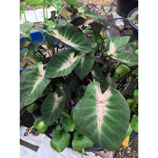 colocasia tropical strom บอนทรอปิคอลสตรอม ตัดสด ขนาด 30-45 ซม.