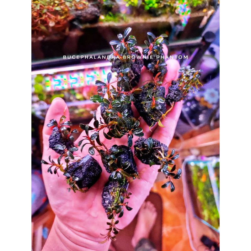 bucephalandra  แบบคละสายพันธุ์ ชื่ออยู่ในภาพ