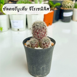 กระบองเพชร แคคตัส cactus ซัลคอรีบูเทีย จีโรเซนิลิส ซัลโคล sulcorebutia