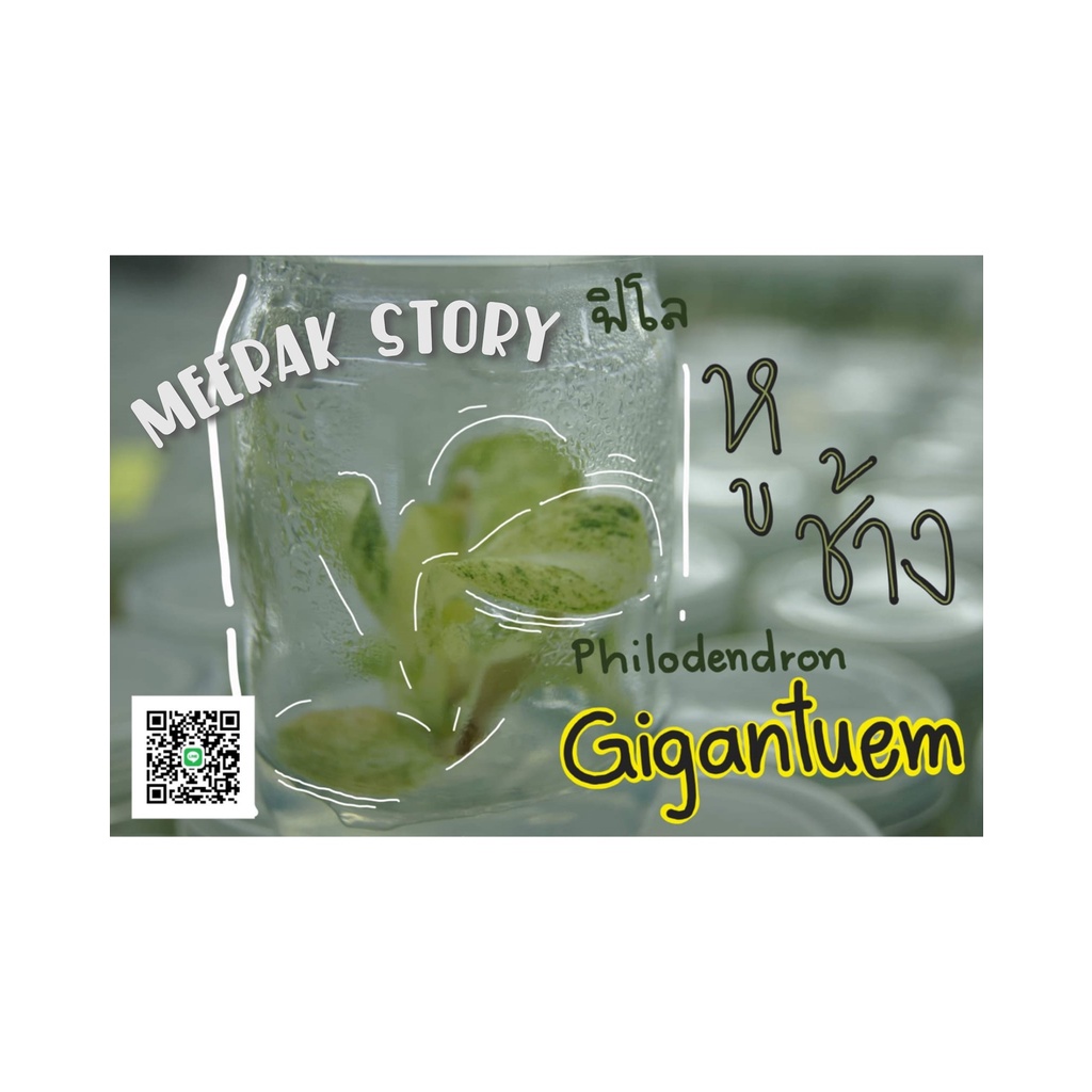 ☘️ Philodendron giganteum var. 🐘 ฟิโลเดนดรอนหูช้างด่าง 🐘 พร้อมอนุบาล