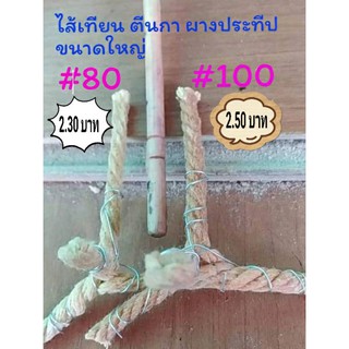ไส้เทียนตีนกา(50 ขา/แพค) ขนาดใหญ่ ไว้ทำผางประทีป