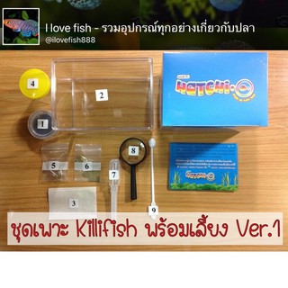 Hatchio - killifish Ver.1 ปลาคิลลี่ คิลลี่ฟิช ไข่ใหม่ ฟักติดแน่นอน