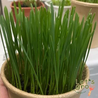 [หญ้าแมว] ชุดพร้อมปลูกต้นอ่อนข้าวสาลี Let’s grow📌📌ลดราคาพิเศษ 🎉พร้อมโค้ดส่วนลด‼️
