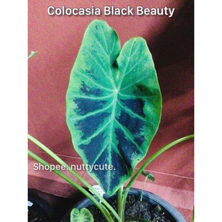 Colocasia Black Beauty บอนดำ (ส่งยกกระถาง)