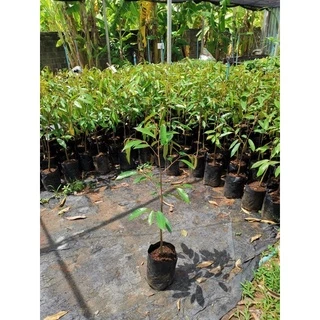 ต้นทุเรียนหมอนทอง 80-90cm ++❗️ ทรงกระโดงถุงใหญ่ ทรงกิ่งข้าง 1 ออเดอร์มากสุดได้แค่ 5 ต้นนะคะ