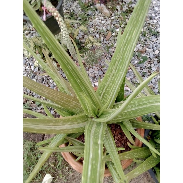 Aloe vera variegated💚ว่านหางจระเข้ด่าง🤍ด่างขาว🤍แบ่งขายหน่อลูกใหญ่ๆ🤍