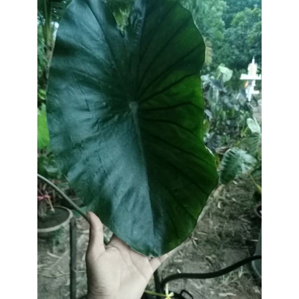 บอนนอก​ colocasia​ green​ kona​coffee​