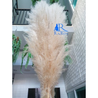 Rarin ดอกฟู ๆก้านใหญ่ๆ สีทอง ธรรมชาติ ( จำนวน 2  ก้าน)( ขนาด 100 cm.)  ดอกรวมก้าน เป็นดอกไม้ธรรมชาติ