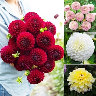 ถูก ใหม่ สายพันธุ์ปลูกง่าย ปลูกได้ทั่วไทย 30 Pcs/bag Dahlia Flower Seeds Bonsai Seeds Mix Color Dahlia Flowers Chines UV