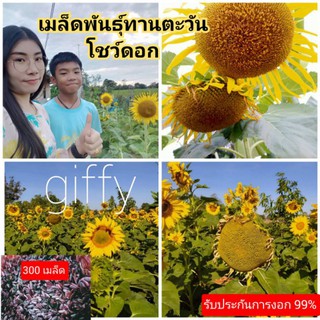 เมล็ดพันธุ์ทานตะวัน300เมล็ด(อะควอร่า6)ดอกใหญ่ ปลูกโชว์ดอกใหญ่ ทนแล้ง ให้ผลผลิตสูง