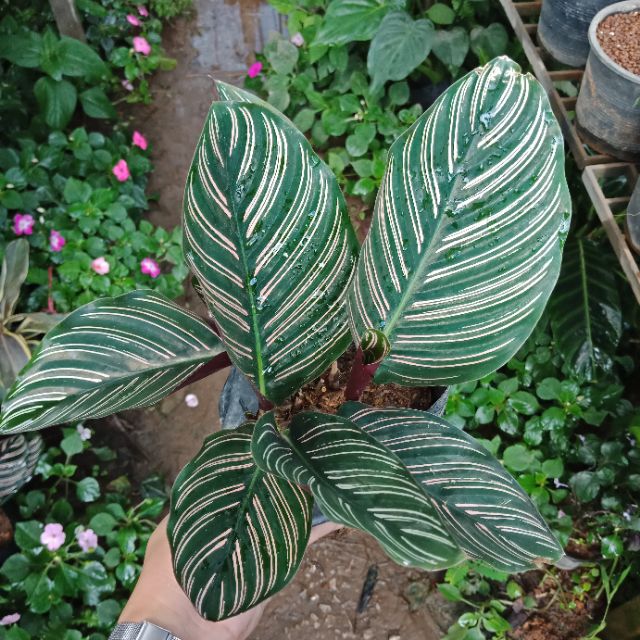 F188 คล้าเสน่ห์ขุนแผน Calathea Ornata เด่นเมตตามหานิยมมาก วาจาค้าขายสำเร็จผล ไม้มงคล ไม้ฟอกอากาศ - รูปที่ 5