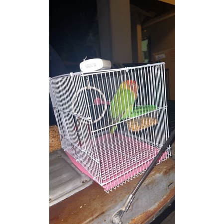 คอนนกพลาสติก ยาว21ซม. ใช้ยึดติดกรงสำหรับนก กระรอก ชูการ์ไกลเดอร์ - รูปที่ 6