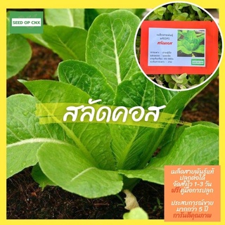 ☘️เมล็ดสายพันธุ์แท้หายาก☘️#สลัดคอส 400เมล็ด แท้💯% [ในร้านมีให้เลือกอีกเยอะมาก❗️]