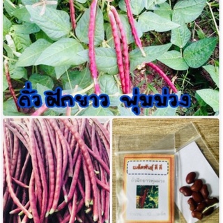 เมล็ดพันธุ์ ถั่วฝักยาวพุ่มม่วง Purple Bush  Bean ถั่วฝักยาวม่วง ถั่วฝักยาว ถั่ว (ซื้อ 10 แถม 1 คละอย่างได้)