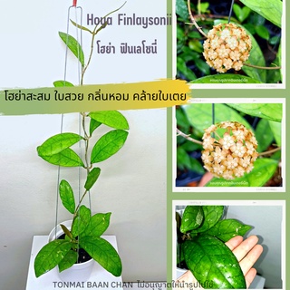 Hoya Finlaysonii โฮย่าฟิเลโซนี่ ต้นไม้แขวนประดับ ส่งต้นติดดอก ไม้ดอกหอม ไม้เลื้อย สะสม ใบลาย