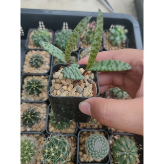 หอมทะเลทราย ledebouria socialis 🌵🧅🌵🧅🌵