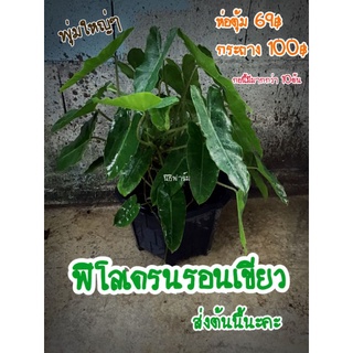ลดราคาพิเศษ ฟิโลเดรนรอนเขียว ส่งต้นจริง ตรงปก